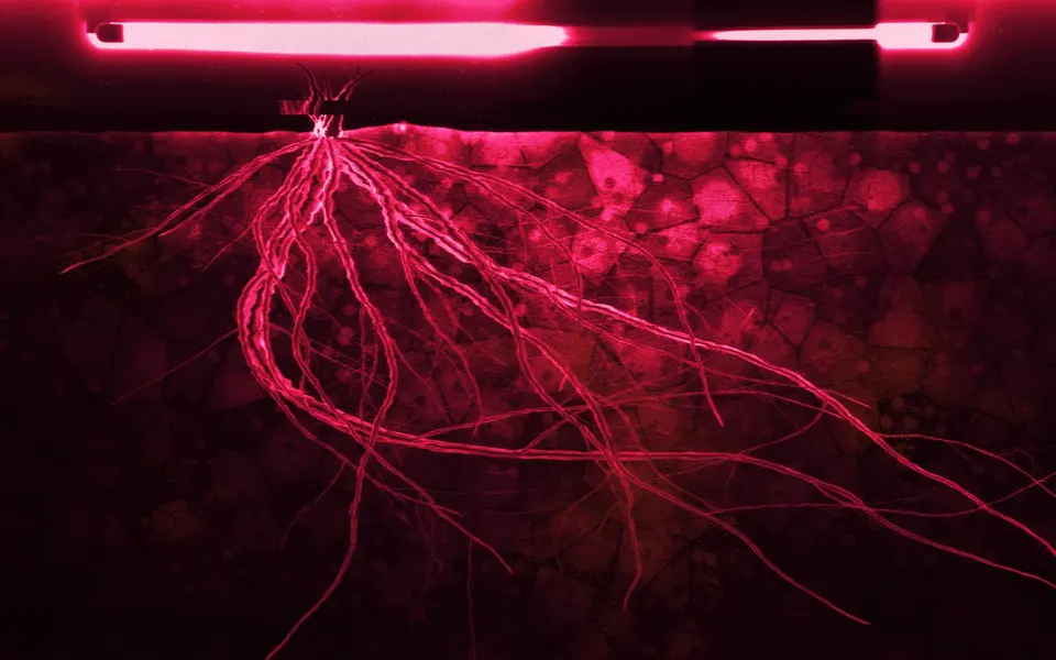 Red roots hanging below a neon tube