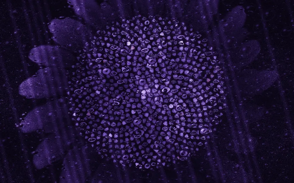 A violet sunflower head packed with seeds